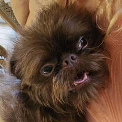 Fozzie ( ivan) - Brussels Griffon