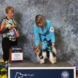 Maple - Biewer Terrier