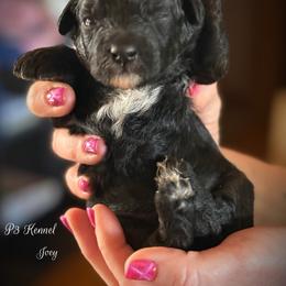 Joey - Black tri-color male Aussiedoodle puppy in Ivanhoe, Virginia from P3 Kennel