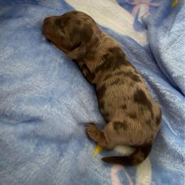 Wacko - Dapple male Dachshund puppy in Menifee, California from The Weenie Hut Doxies