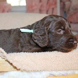 Mint - Chocolate female Labradoodle puppy in Grants Pass, Oregon from Oregon Valley Pups