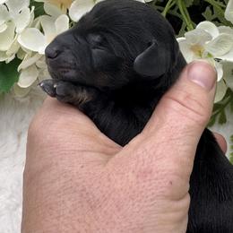 Darby - Black and tan female Dachshund puppy in Exeter, California from Sawtooth Miniature Dachshunds