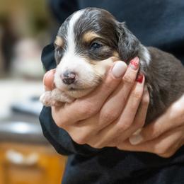 Ezra - Red tri-color male Miniature American Shepherd puppy in Crowley, Texas from Nelson's Aussies and Aussiedoodles