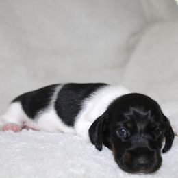Mia - Piebald female Dachshund puppy in Fairfax, Iowa from Grayson’s Lovable Dachshunds