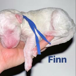 Finn - Cream male Poodle puppy in Prosperity, Pennsylvania from Stelladoodles & Company
