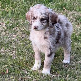 Annie - Red merle female Aussiedoodle puppy in Four Oaks, North Carolina from RoseWest Farms