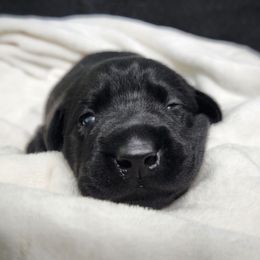 Inigo Montoya - Grey Collar - Black male Labrador Retriever puppy in Cocoa, Florida from Harrison's Lakeside Labradors LLC