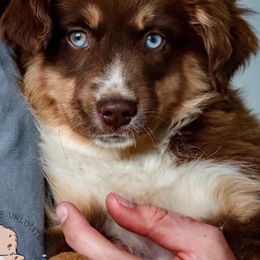 Australian Shepherds, Miniature American Shepherds, Miniature Australian Shepherds, and Toy Australian Shepherds from Wigglebutts Unlimited