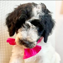 BETSY - Parti female Goldendoodle puppy in Houston, Texas from Pia’s Doodle Poodle Wag