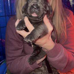 Cane Corso Puppies from Venom Cane Corsos
