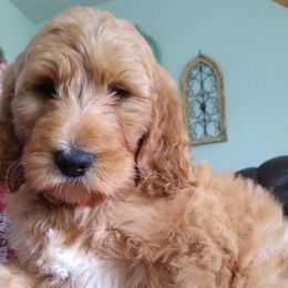 Goldendoodle and Poodle Puppies from Hatten Homestead Doodles