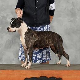 Carmen - American Staffordshire Terrier
