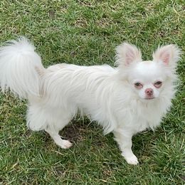 Arty - Chihuahua