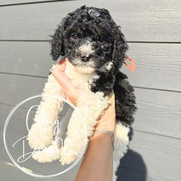Orange - Tri-color female Bernedoodle puppy in Rockwall, Texas from Glory Doodles