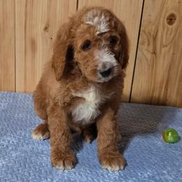 Max - Red male Irish Doodle puppy in Bonifay, Florida from Heavenly Poodles
