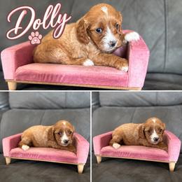 Dolly - Red female Cavapoo puppy in Thorndale, Texas from Hattie’s Texas Cavapoos