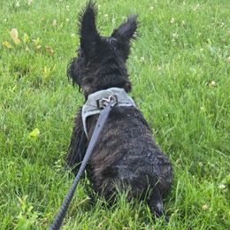 Hamish - Silver brindle male Scottish Terrier puppy in Mancelona, Michigan from Stefany Farm of Happiness