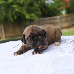 Opal - Brindle female Great Dane puppy in Denison, Texas from Hundeity Great Danes
