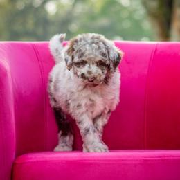 Aussiedoodle Puppies from Dani's Dandy Doodles