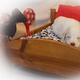 Goldendoodle Puppies from Tbear's Doodles