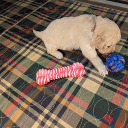Golden Retriever Puppies from TLC Pups