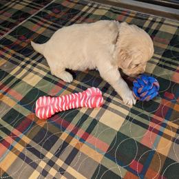 Golden Retriever Puppies from TLC Pups
