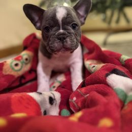 Peter - male French Bulldog puppy in Topeka, Kansas from Midwest Monster Made Bulldogs