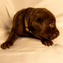 Brown Collar - Chocolate male Labrador Retriever puppy in Lebanon, Oregon from Table Rock Retrievers