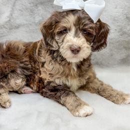 Tortellini - Merle female Goldendoodle puppy in Williamson, New York from Lakeside Doodles