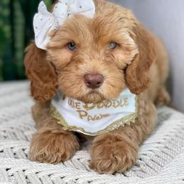 Australian Labradoodle Puppies from Pixie Doodle Paws