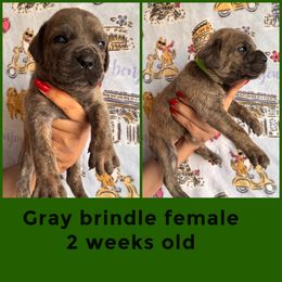 Green - Gray brindle female Cane Corso puppy in Compton, California from Urban League Cane Corso