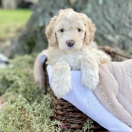 Bernedoodle and Sheepadoodle Puppies from Four Front Doodles LLC.