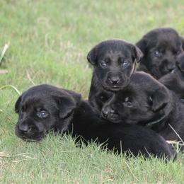 Boy 1st pick - Black male Labrador Retriever puppy in Four Oaks, North Carolina from TLC Retrievers