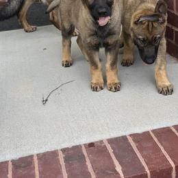 German Shepherds from Von Bairdhaus