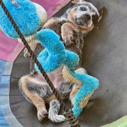 Australian Cattle Dog Puppies from TLC Cattle dogs