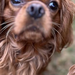 Toe toe - Cavalier King Charles Spaniel