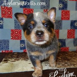 Australian Cattle Dog and Pembroke Welsh Corgi Puppies from Heelers in Texas