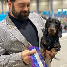 Magic - Black and tan male Dachshund puppy in Toledo, Ohio from Baldox Dachshunds