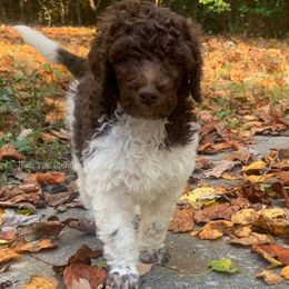 Poodles from High Tide Standard Poodles