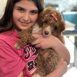 Poodle Puppies from Grandy’s Pretty Poodles
