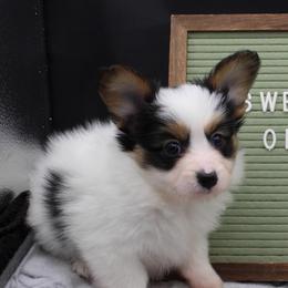 Champ - White black and tan male Papillon puppy in Frostproof, Florida from Sequence Papillon
