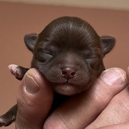Chihuahua Puppies from Sternheim Stars