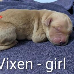 Girl 6 - female Golden Retriever puppy in Pamplin, Virginia from Hope & Joy Acres