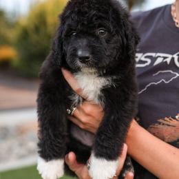 Grace - Black and white female Bernedoodle puppy in Yuba City, California from Ranch House Doodles