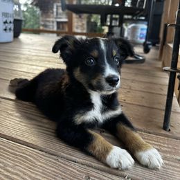 Gator - Black tri male Miniature American Shepherd puppy in Mill Spring, North Carolina from Adair's Australian Shepherds
