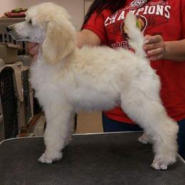 Niki - Cream female Poodle puppy in Rocklin, California from Brienwood Poodles