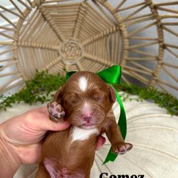 Gomez - Red male Cavapoo puppy in Herriman, Utah from Gypsi Doodles & Poodles LLC.