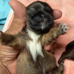 Billy - Brindle male Shih Tzu puppy in Victorville, California from RUMBLE n TUMBLE