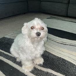 Sugar - White male Maltipoo puppy in Brooksville, Florida from DeVall Maltipoos