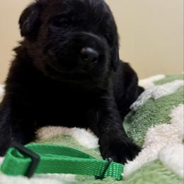 Green Boy - Black male Labrador Retriever puppy in North Pole, Alaska from Mulberry Retrievers